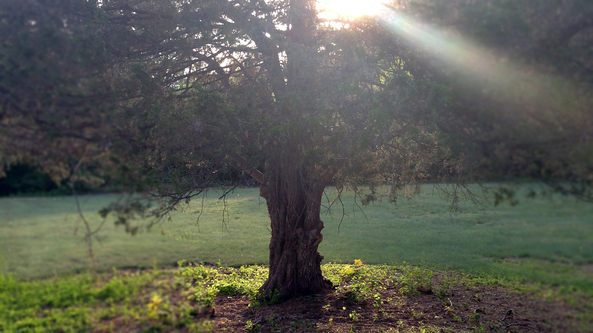 Tree with lighting